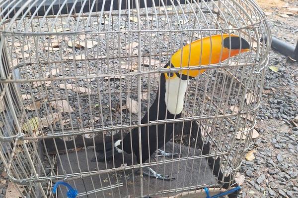 Mais de 50 aves silvestres são resgatadas em União durante operação da PM