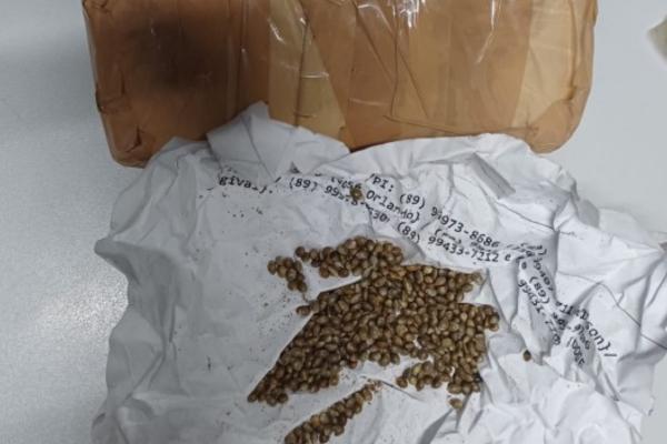 PRF encontra sementes de maconha escondidas em carro e prende suspeitos no Piauí