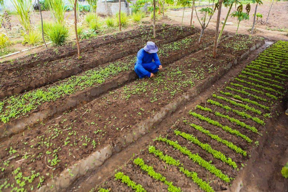 SAF entrega kits de irrigação e assina contratos de Programa de Alimentação para municípios