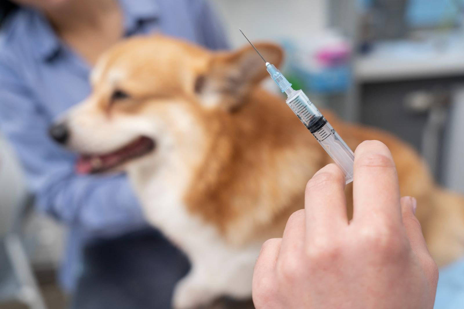 Mais de 65 mil cães e gatos foram vacinados contra a raiva nas zonas Norte e Leste