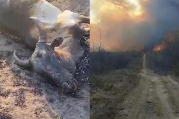 Quatro cidades do Piauí enfrentam incêndios e animais morrem queimados;