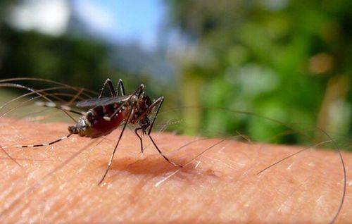 Aumenta o número de mortos por dengue no Piauí: Sesapi registra 18 óbitos