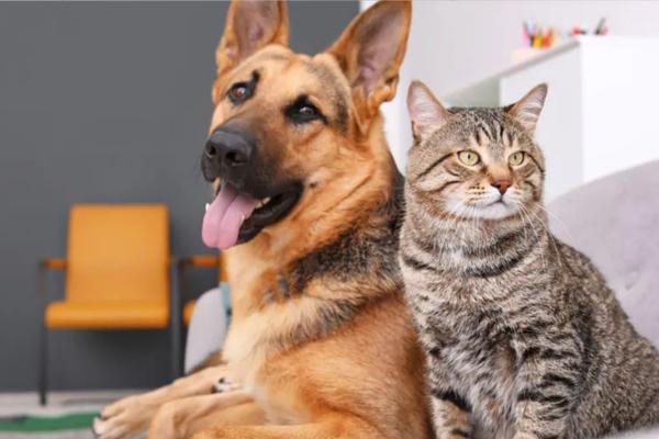 Prefeitura de Esperantina divulga calendário da vacinação antirrábica na zona urbana