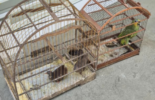 Vinte nove aves silvestres mantidas em cativeiro ilegal sao aprendidas em União