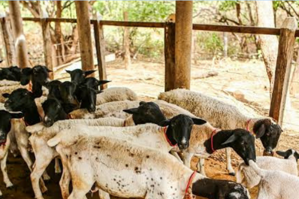 Ministério da Agricultura suspende venda de vacinas após morte de mais de 200 animais