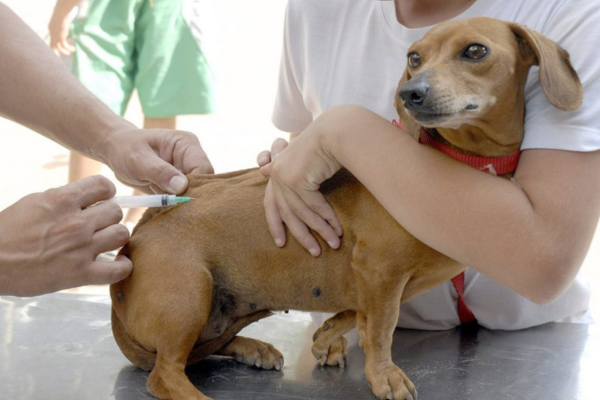 Vacinação antirrábica em Teresina será nos dias 22 e 29 de novembro, veja os locais