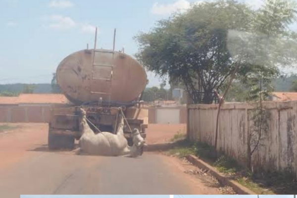 Prefeitura de Miguel Alves diz que égua arrastada por caminhão já estava morta