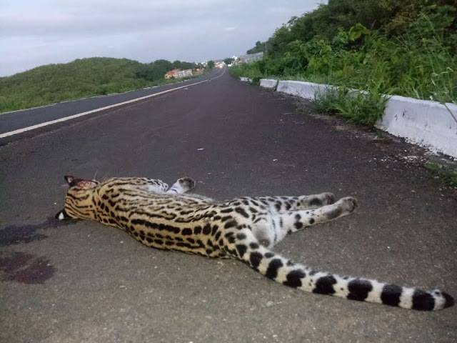 img-20240302-wa0158-1709405320.jpg