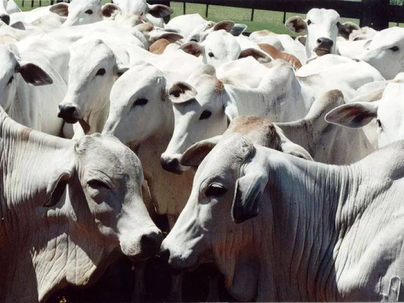 Piauí é reconhecido nacionalmente como livre da febre aftosa sem vacinação