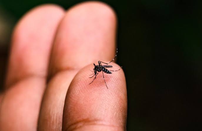 Bairro Satélite registra o maior número de casos de dengue em Teresina, revela FMS