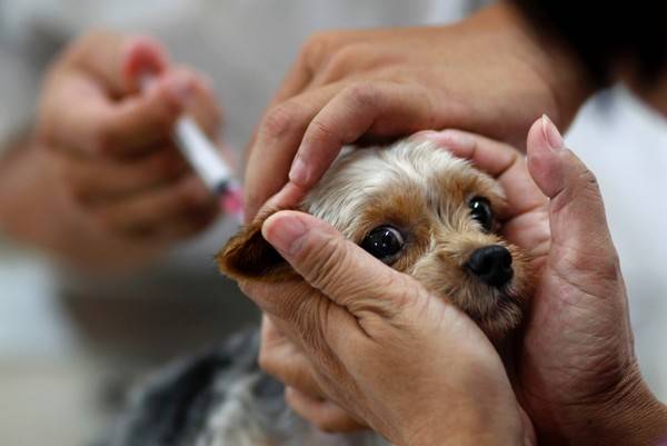 Vacinação antirrábica em cães e gatos inicia hoje nas zonas Leste e Norte de Teresina
