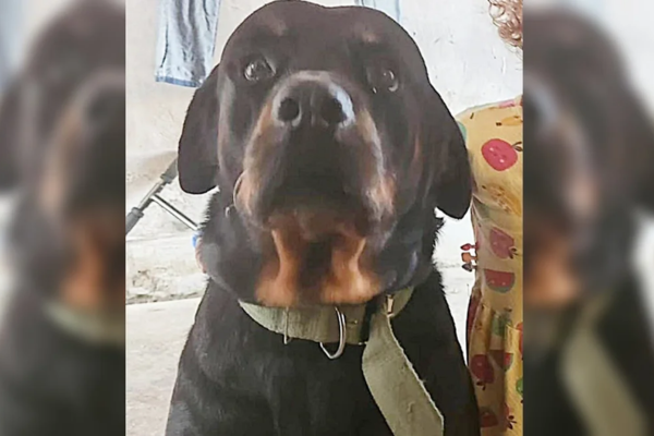 Cachorro roubado no Dirceu é encontrado por tutores