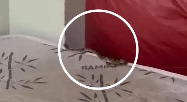 Cobra é encontrada em dormitório de hospital no Piauí: entenda o ocorrido
