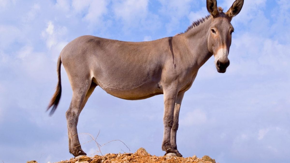 Piauienses são presos suspeitos de vender carne de jumento como bovina